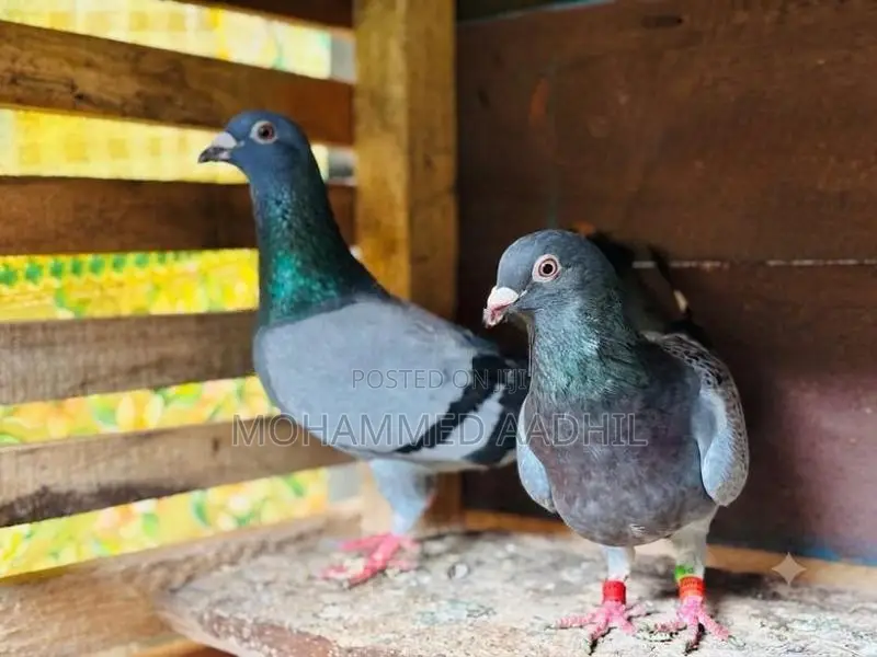 Homer Pigeon