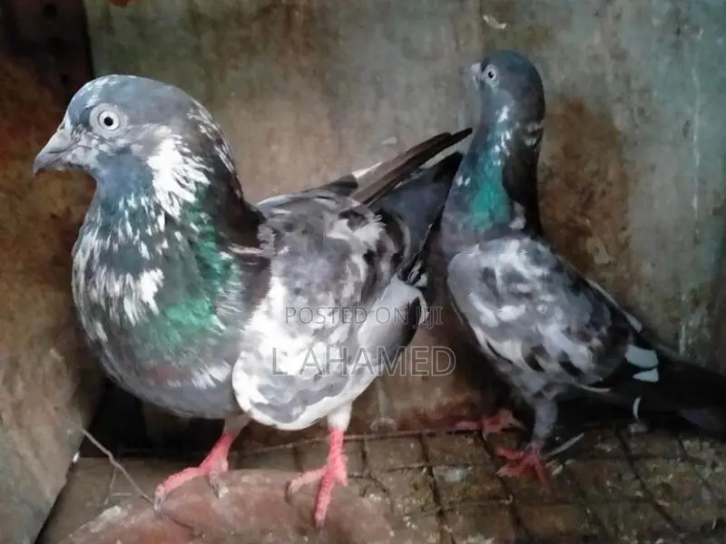 pigeon