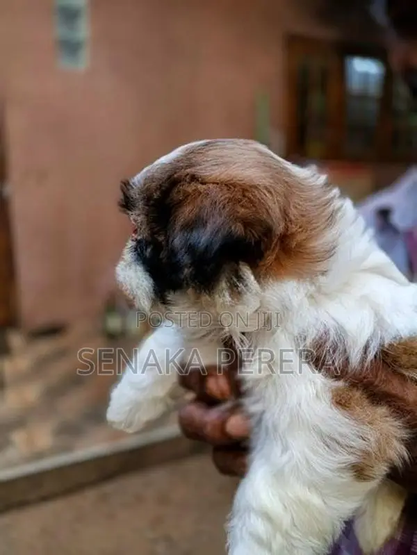 Shih Tzu Female Puppy