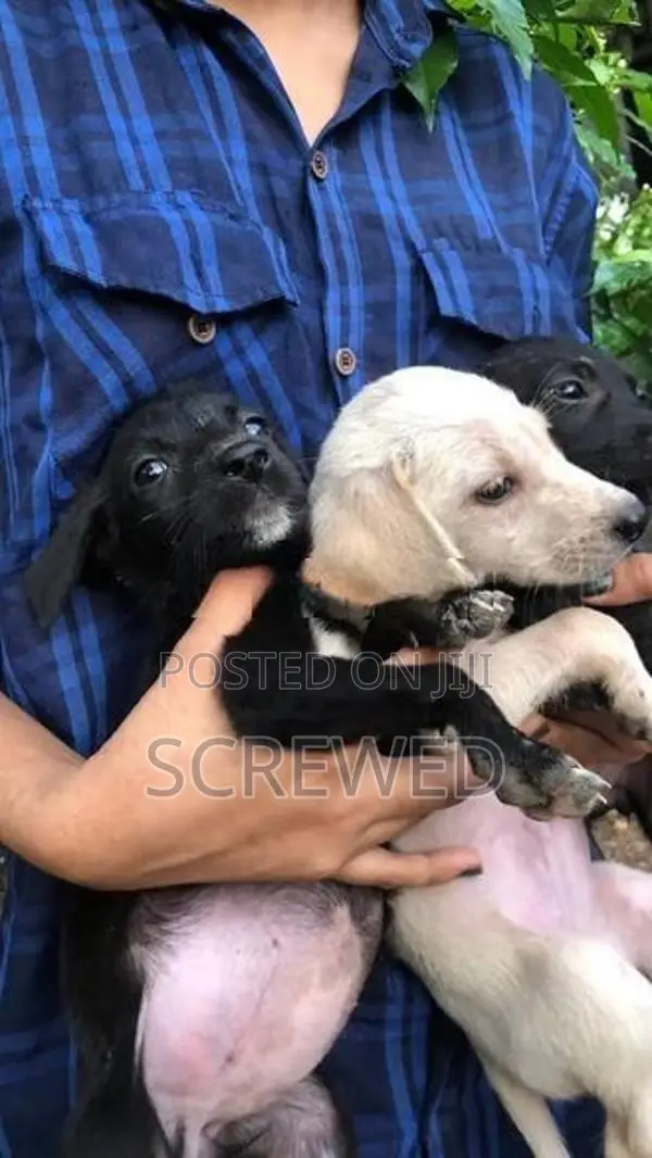 Labrador Mix Puppies