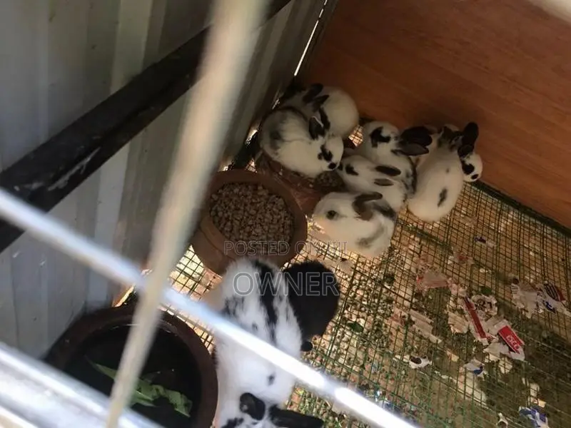 English spots bunnies