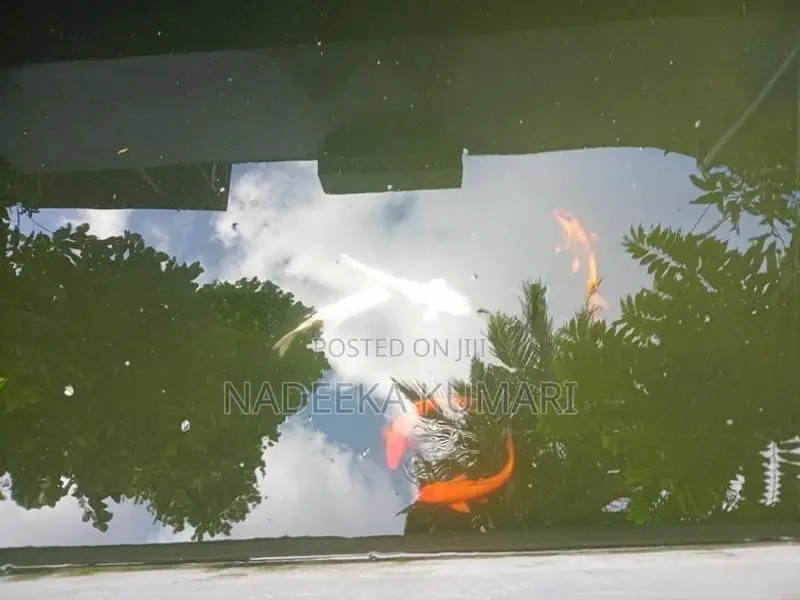 Koi Fish