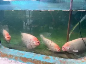 Jam Gurami Fish