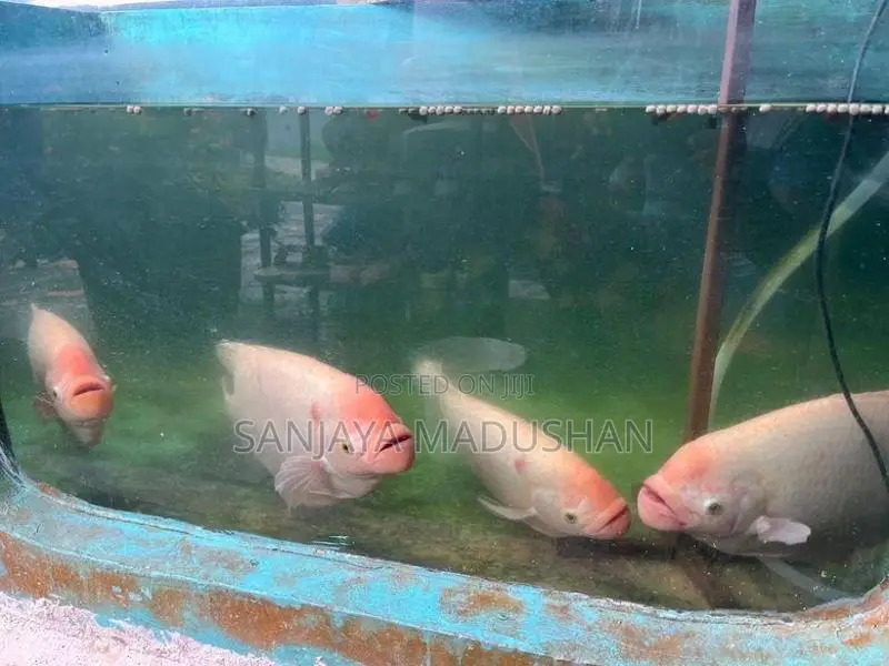 Jam Gurami Fish