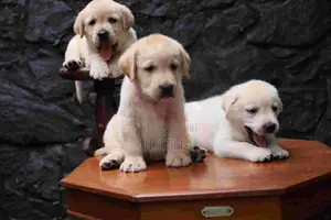 Labrador Puppies