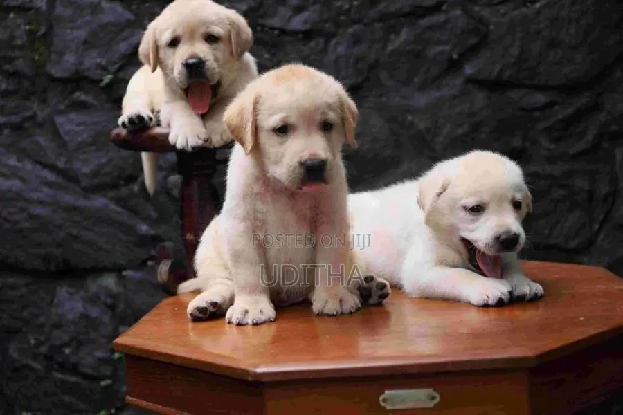 Labrador Puppies
