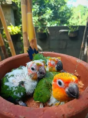 Sun Conure Chicks