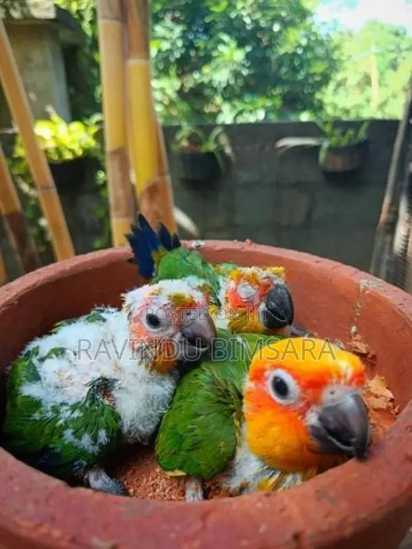 Sun Conure Chicks