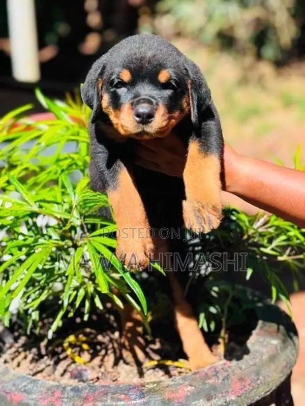 Purebred Rottweiler Puppies