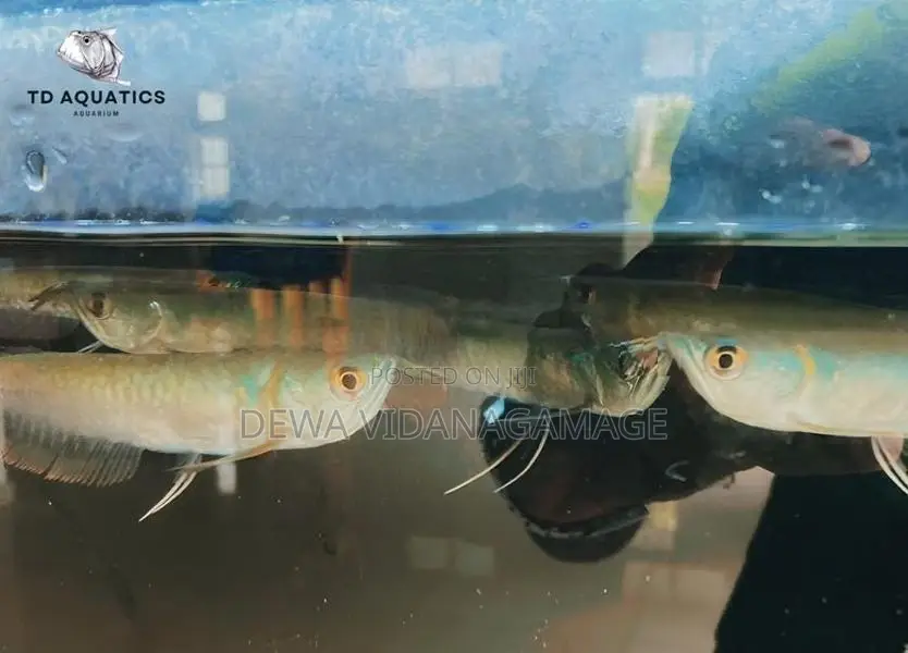 Silver Arowana