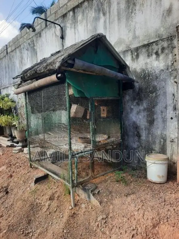 Cage with Love Bird 6.5 Feet Height