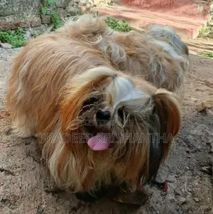 Shihtzu Puppies