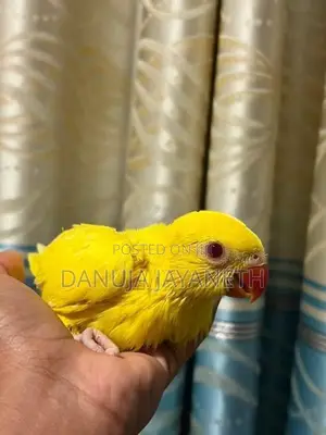 Yellow Ring Neck Baby