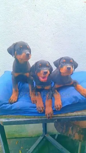 Rottweiler Puppies