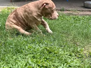 American Bully XL
