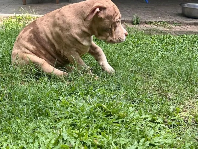 American Bully XL