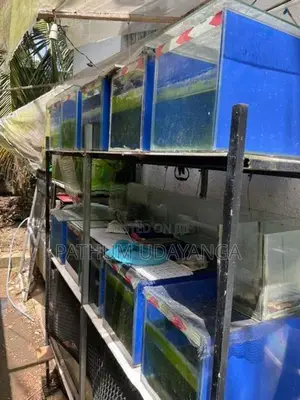 Fish Tank set with rack