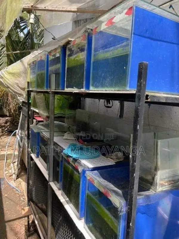 Fish Tank set with rack