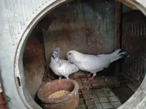 pigeon