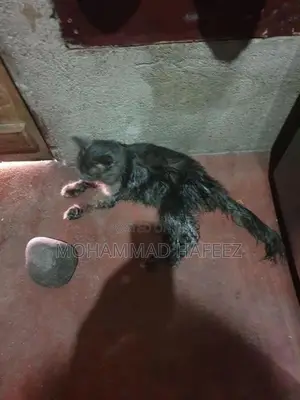 Persian Cat