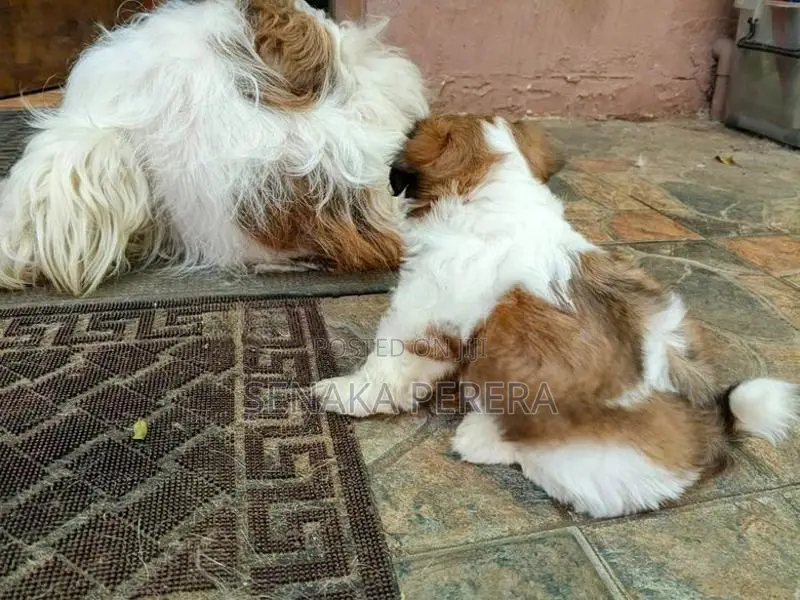 Shih Tzu Female Puppy