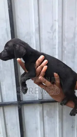 Labrador Mix Puppies