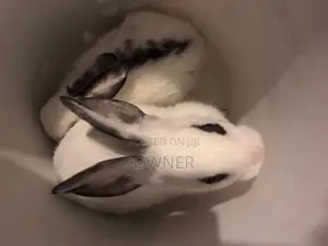 English spots bunnies