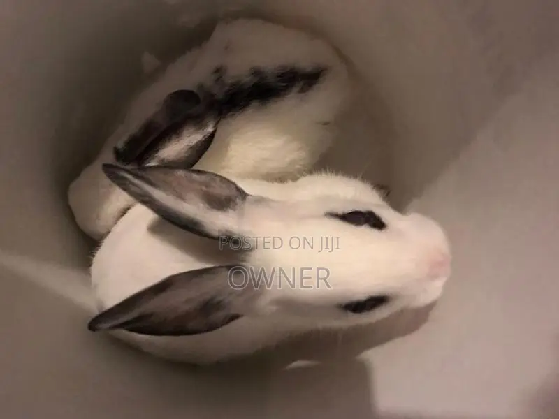 English spots bunnies