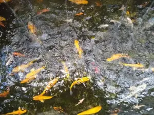 Koi Fish