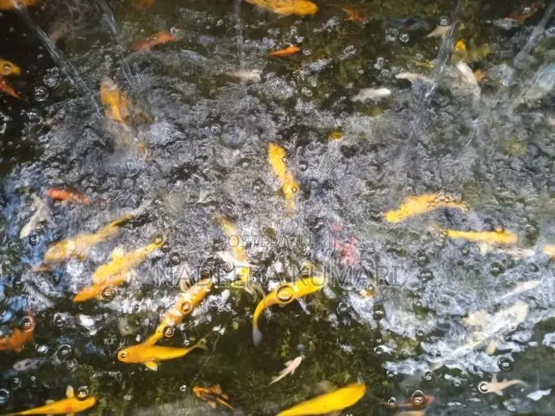 Koi Fish