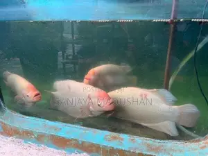 Jam Gurami Fish