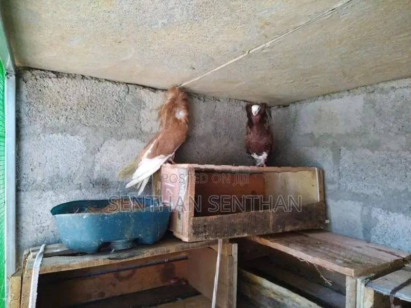 Pigeons
