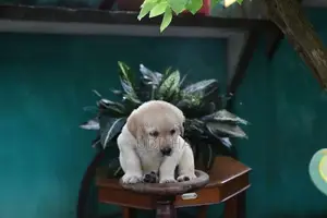 Labrador Puppies