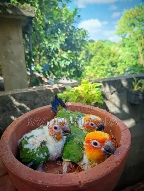 Sun Conure Chicks
