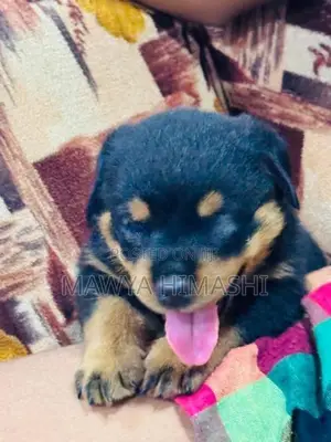 Purebred Rottweiler Puppies