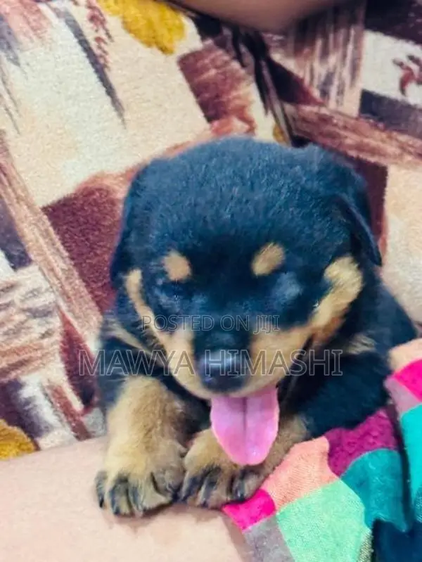 Purebred Rottweiler Puppies