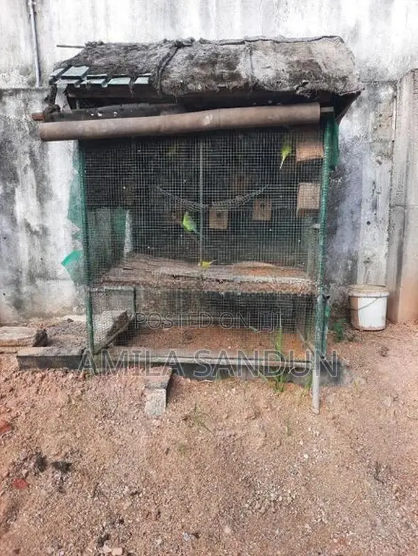 Cage with Love Bird 6.5 Feet Height