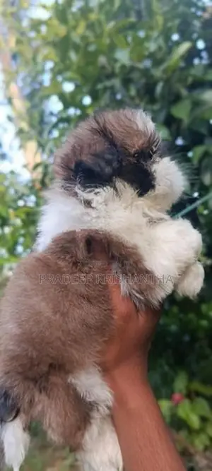 Shihtzu Puppies