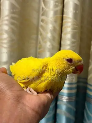 Yellow Ring Neck Baby