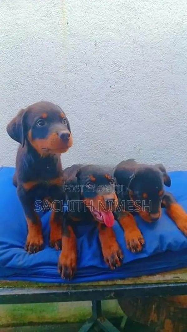 Rottweiler Puppies