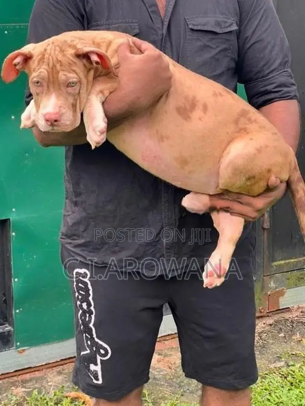 American Bully XL
