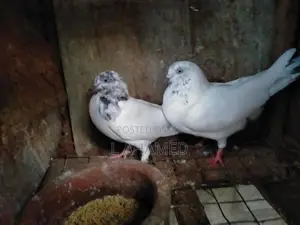 pigeon