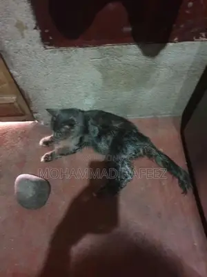 Persian Cat