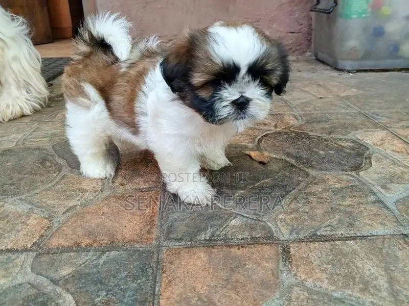 Shih Tzu Female Puppy