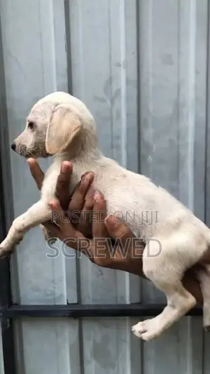 Labrador Mix Puppies