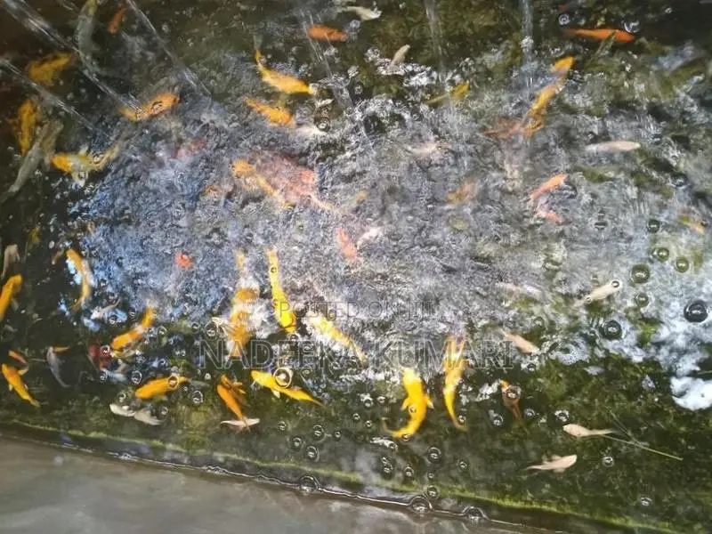 Koi Fish