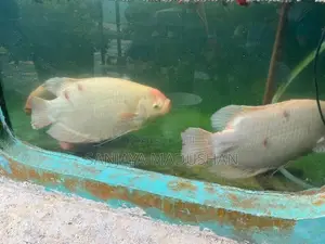 Jam Gurami Fish
