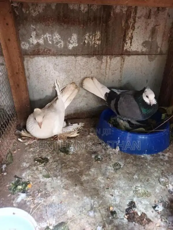 Pigeons