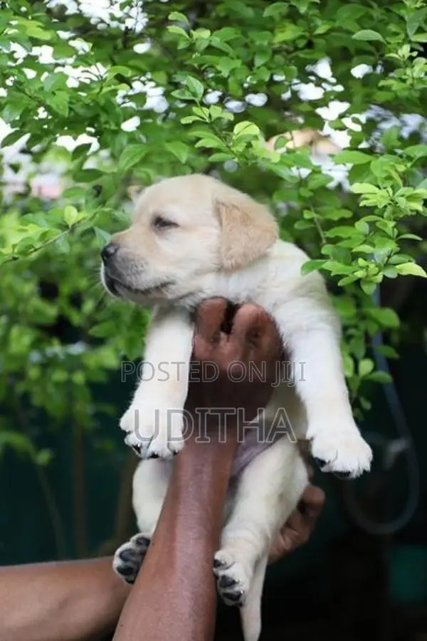Labrador Puppies