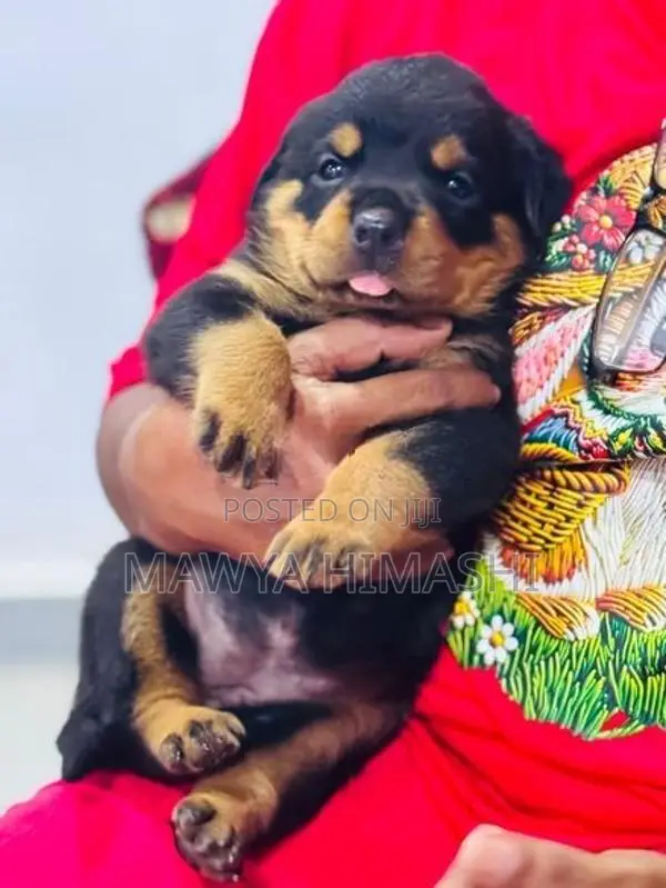 Purebred Rottweiler Puppies